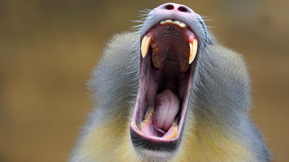 Gähnender Affe zeigt seine Zähne
