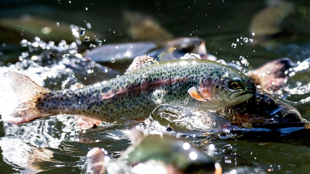 PICTUREDESK.COM/MARTIN HUBER Forellen im Wasser, Forellenzucht in Österreich