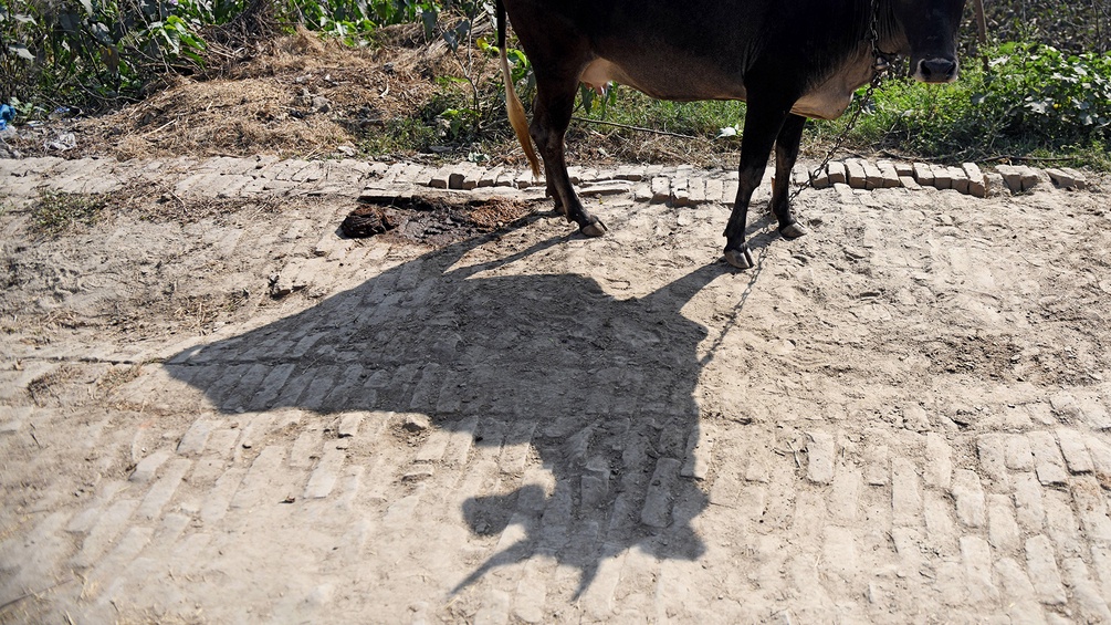 Schatten einer Kuh in Indien