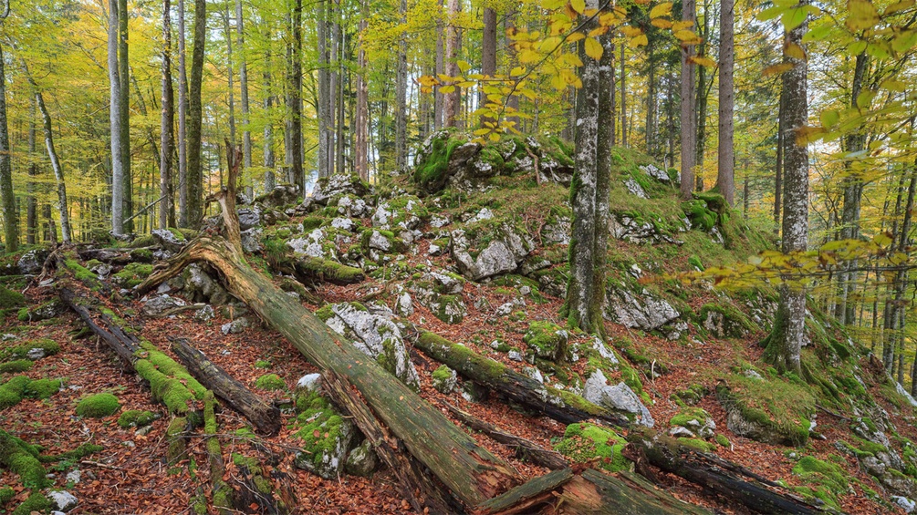 Nationalpark Kalkalpen: Buchenwald
