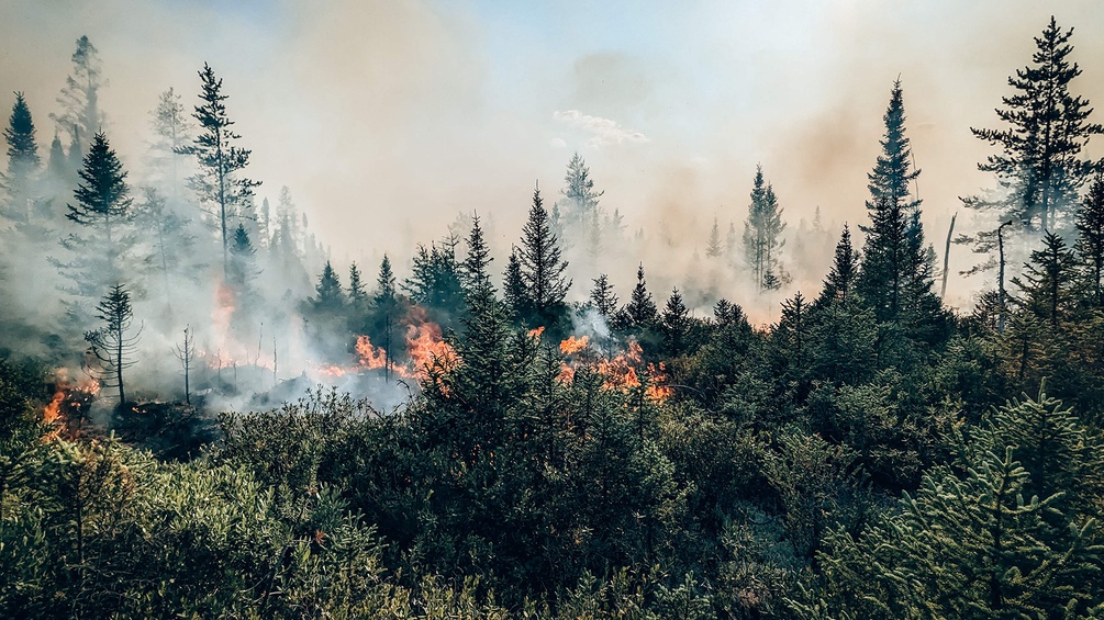 Waldbrand in Kanada, Feuer