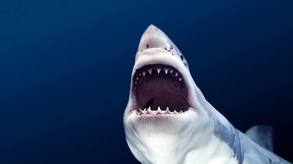 Michael Muller, "Tear You Apart", 2009 (Ausschnitt)