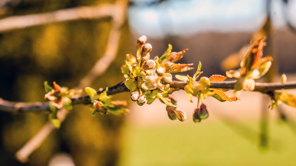 PICTUREDESK.COM/PRESSEFOTO SCHARINGER Kirschblüten und -knospen, Frühling