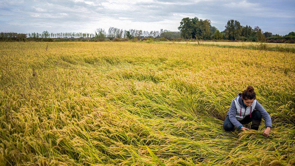 Junge Frau inmitten eines Reisfeldes