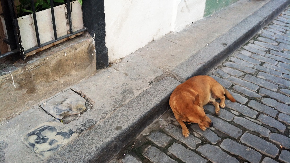 Hund in Kuba