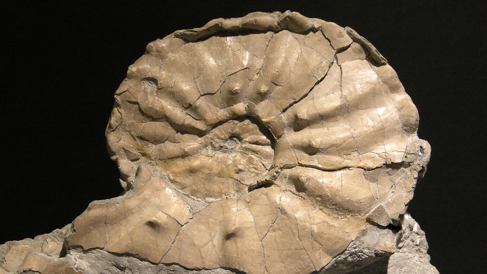 Forresteria Seidl, Fossil