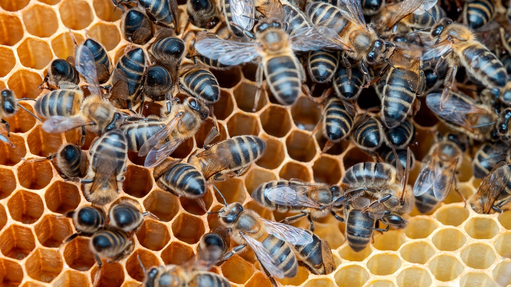 Bienenvolk, Honigbienen