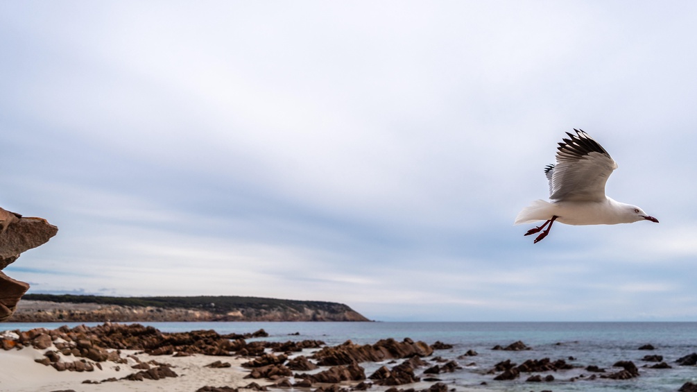 PICTUREDESK.COM/DPA PICTURE ALLIANCE/LAURENT DAVOUST Fliegende Möwe auf Kangaroo Island