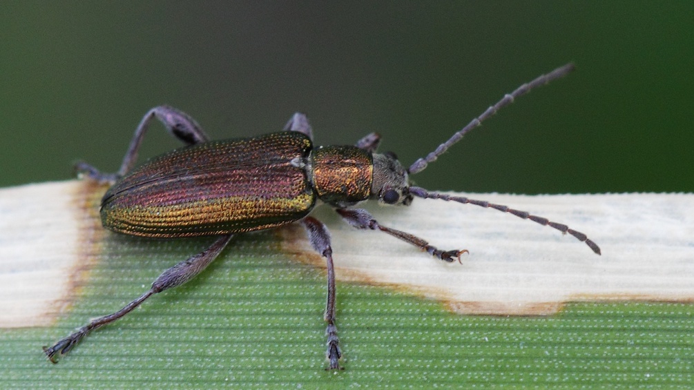 Schilfkäfer