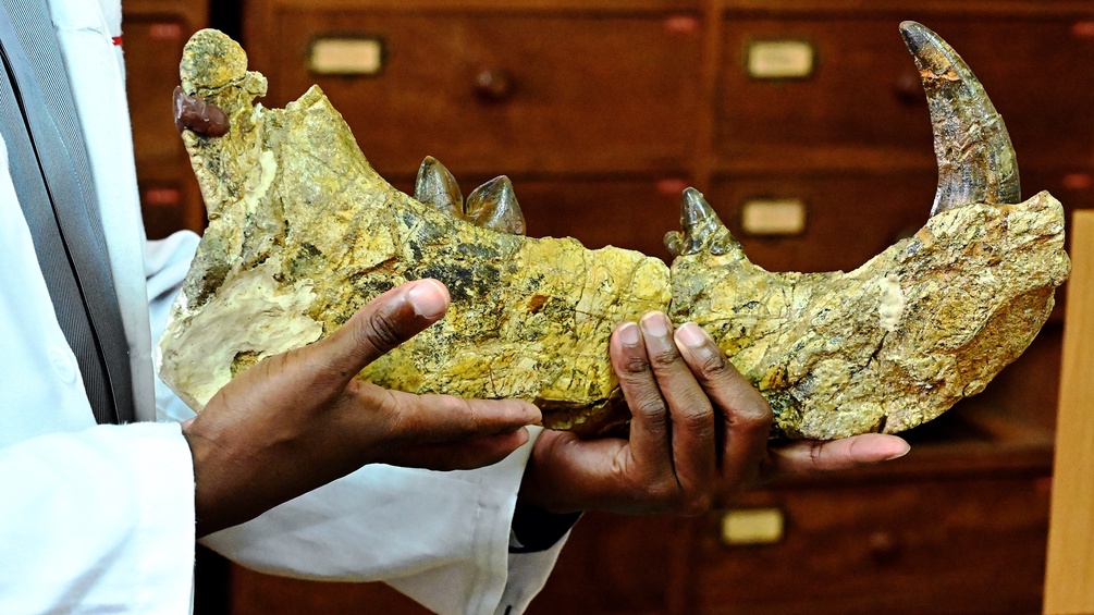 Knochen, der 23 Millionen Jahre alt ist, Nationalmuseum Kenia