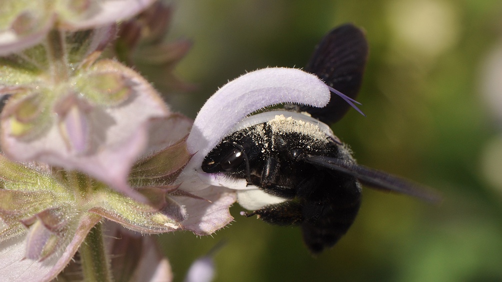 Eine Holzbiene bestäubt Blüten.