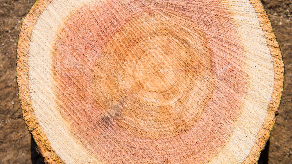 Querschnitt eines Baumstammes, Jahresringe