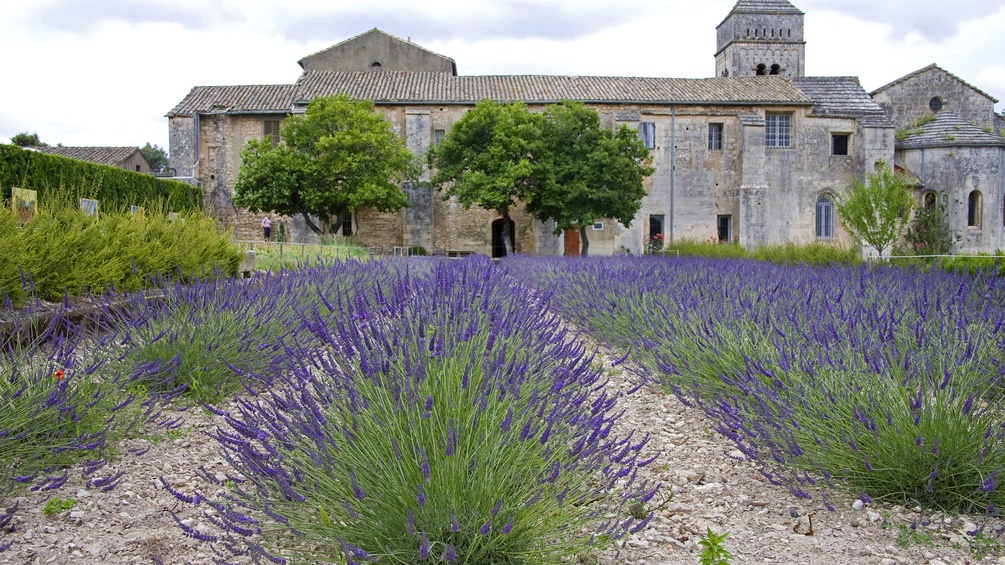 Echter Lavendel in der Saint-Rémy-de-Provence