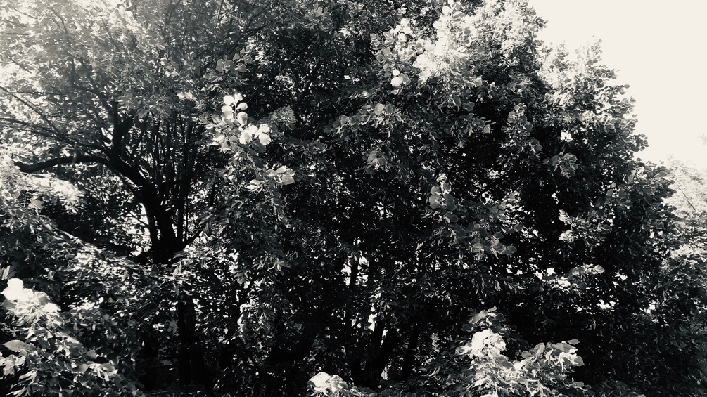Schwarzweiß-Bild einer Baumkrone