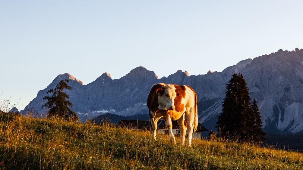 Kuh auf einer Alm, dahinter Dachsteingebirge