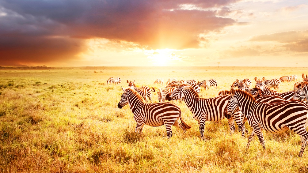 Zebras in der Steppe Tansanias