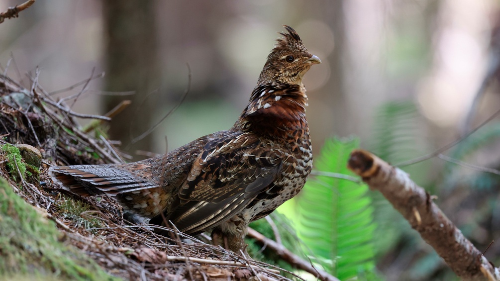 Raufußhuhn