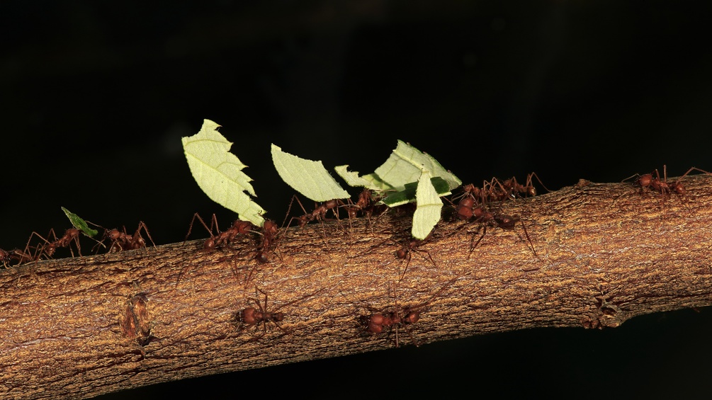 Blattschneiderameisen,Leaf cutter ants