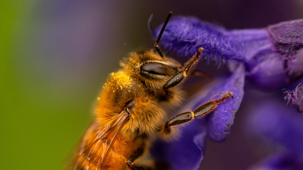 Biene mit Pollenstaub