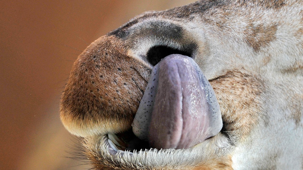 Kamel schleckt mit seiner Zunge in sein Nasenloch