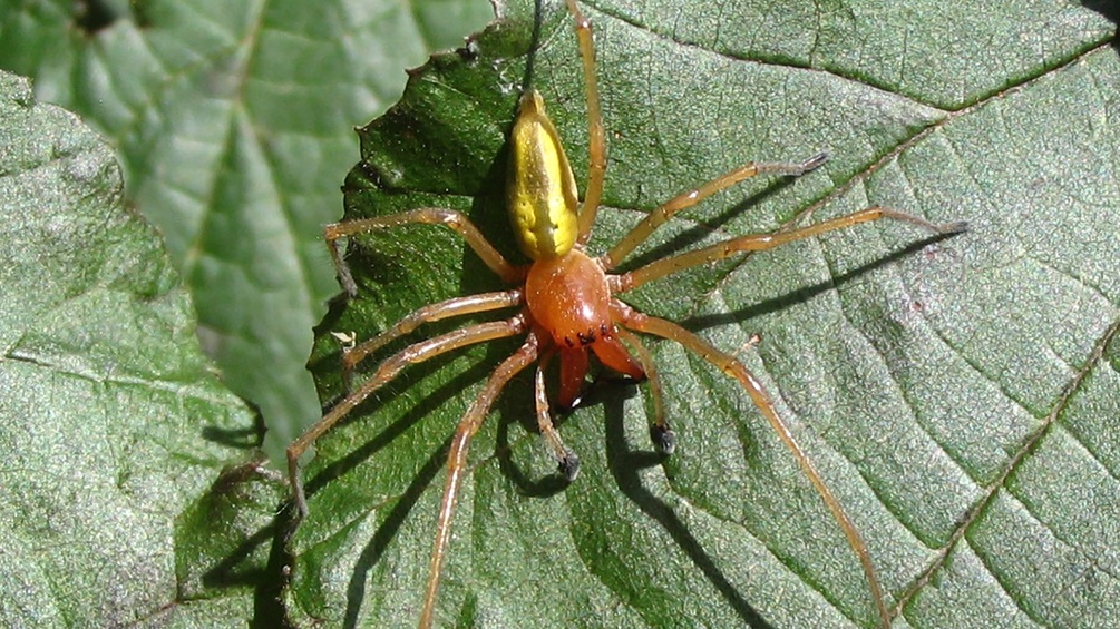 Ammendornfinger, Männchen