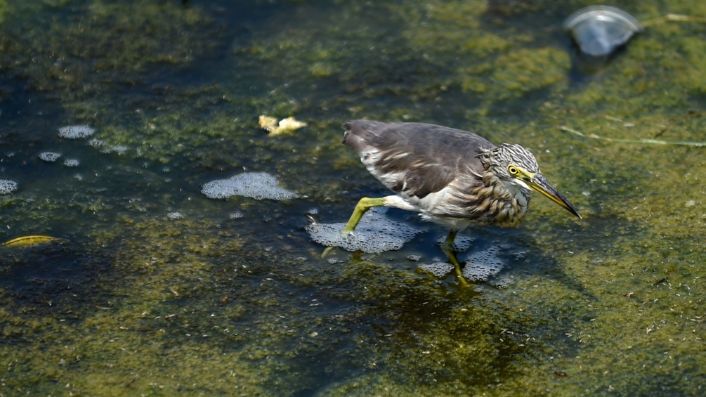 Ein Vogel sieht sich im seichten Wasser nach Fischen um