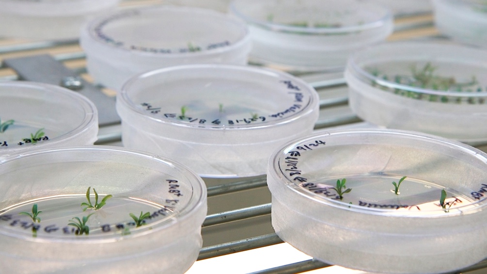 Petrischalen mit Zitrussetzlingen, die im Bereich der Genetikforschung eingesetzt wurden