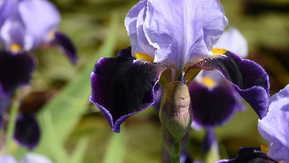 Schwertlilie, Iris