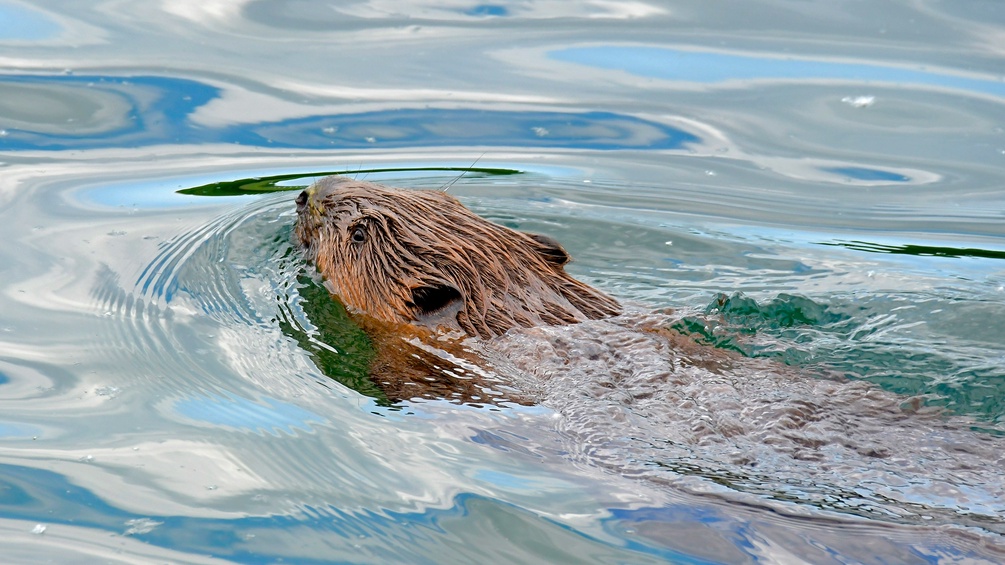 Schwimmender Biber