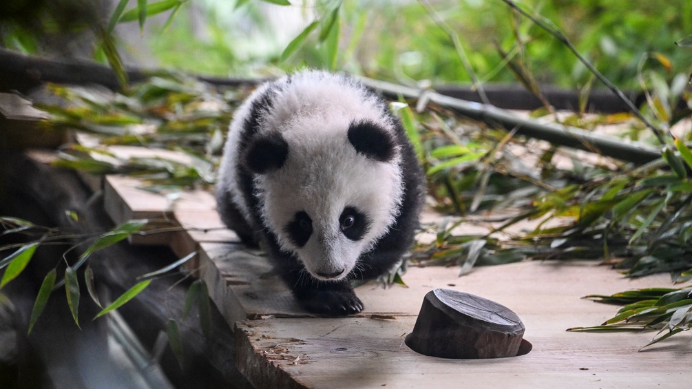 Pandababy
