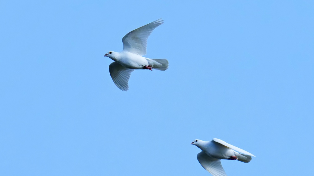 Friedenstauben, weiße Tauben