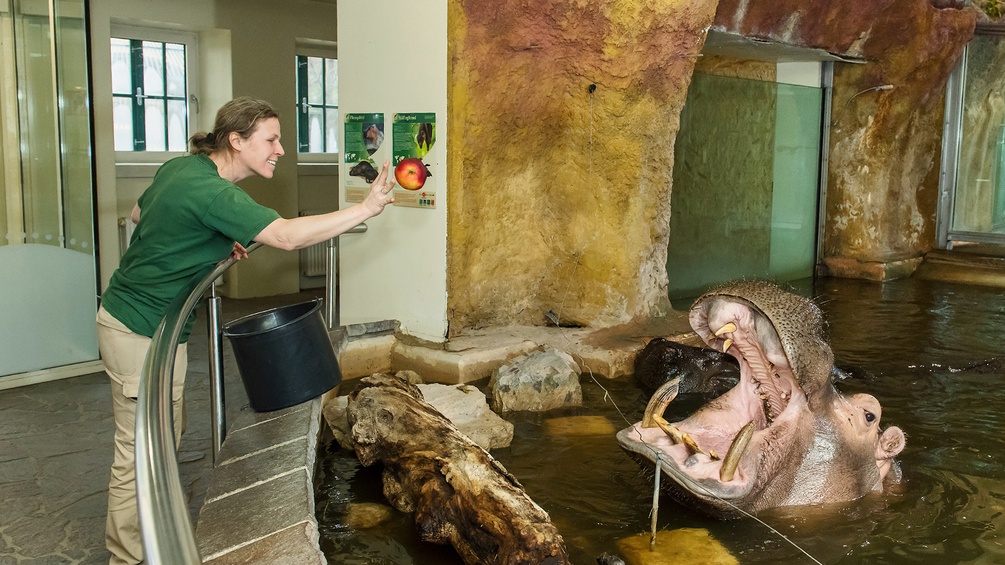 Eine Pflegerin füttert das Flusspferd.