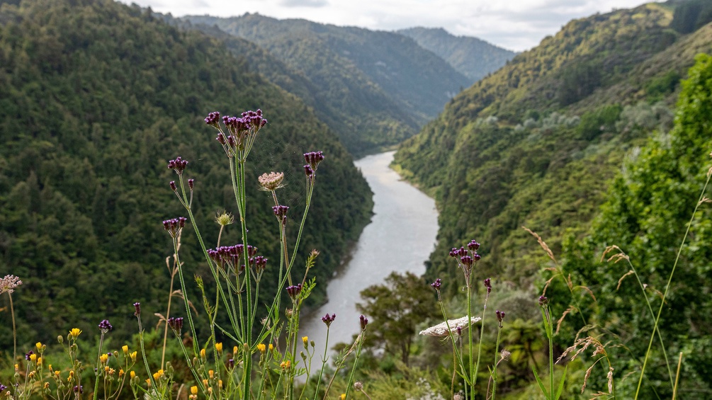Whanganui River