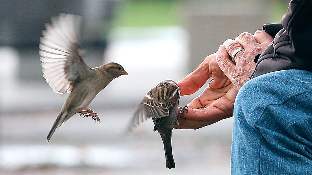 Mann auf einer Parkbank füttert Vögel