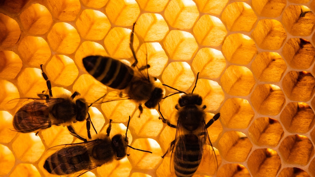 Bienen und Honigwabe