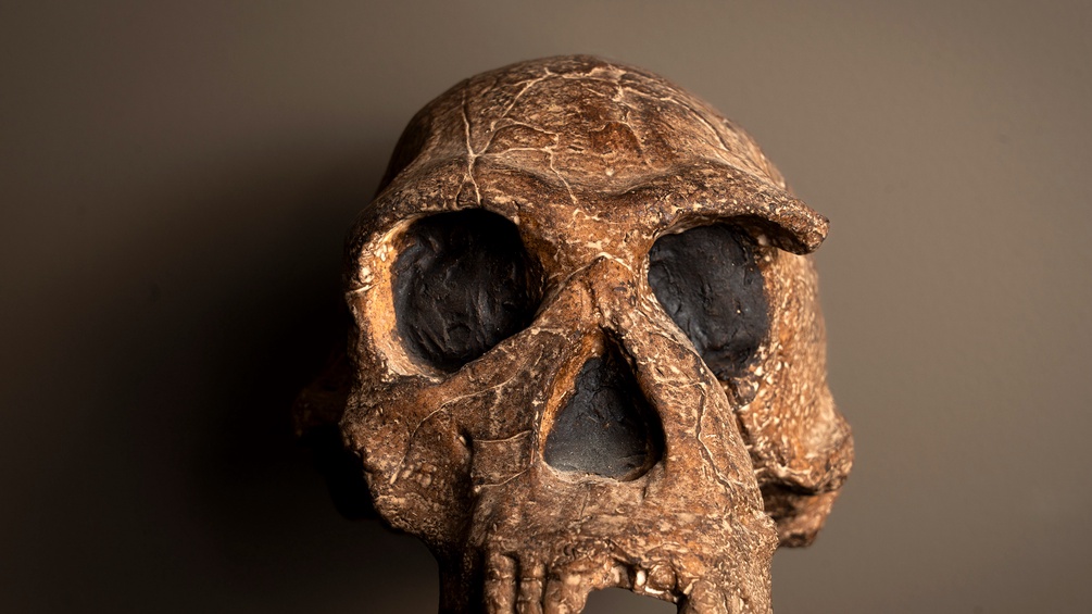 Homo-habilis-Schädel