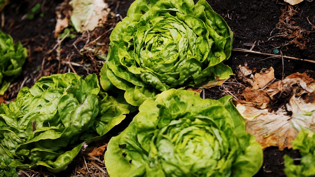 Salatköpfe wachsen auf Kompost