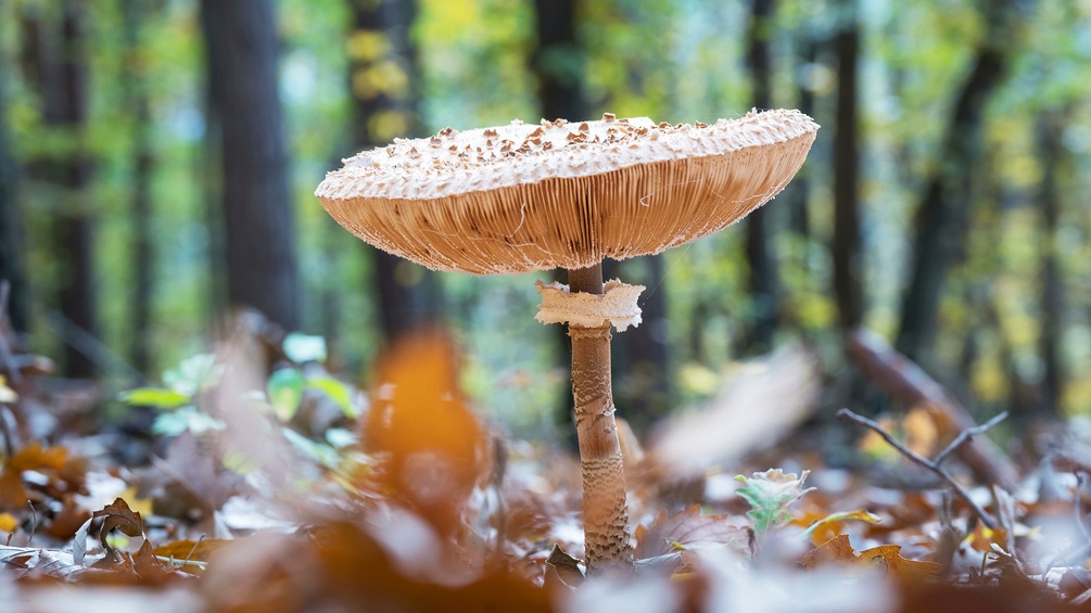 Herbst im Wald: Isolierter Schirmpilz