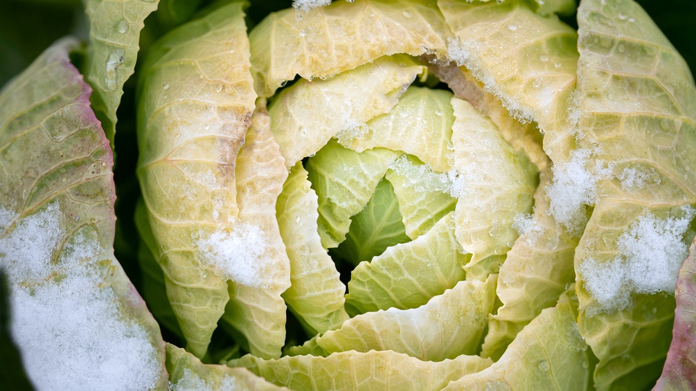 Kohl, Nahaufnahme im Winter