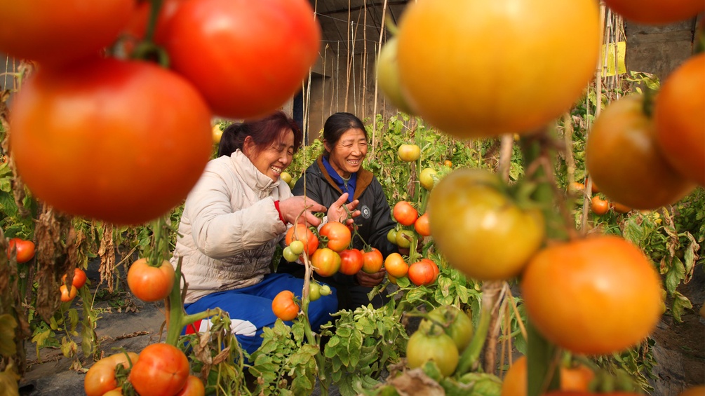 chinesische Frauen bei Tomatenernte