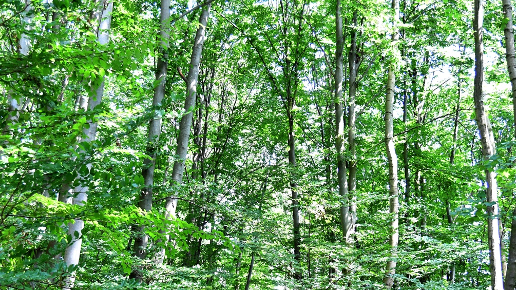 Wald am Kapuzinerberg.