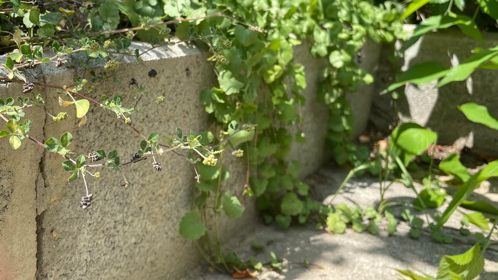 Eine Steinmauer im Garten, umwachsen von Pflanzen.