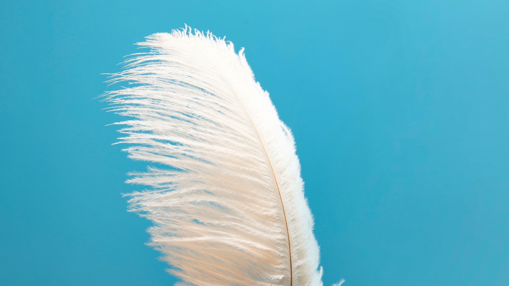 Weiße Feder