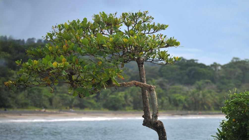 Ein Ameisenbaum in Costa Rica