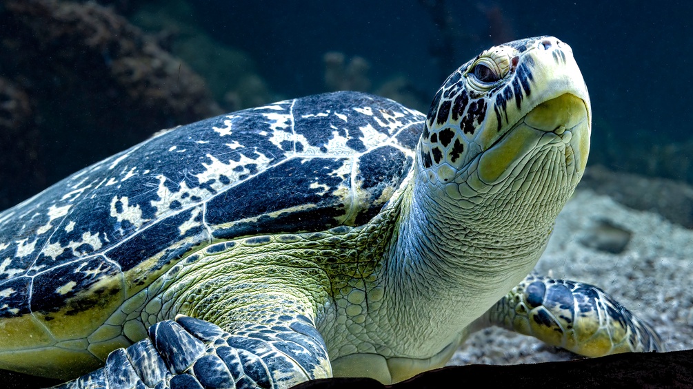 HAUS DES MEERES Schildkröte