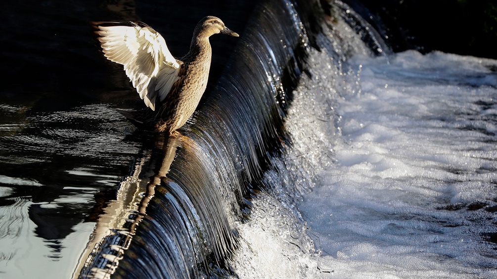 Kleiner Wasserfall, Ente im Abflug