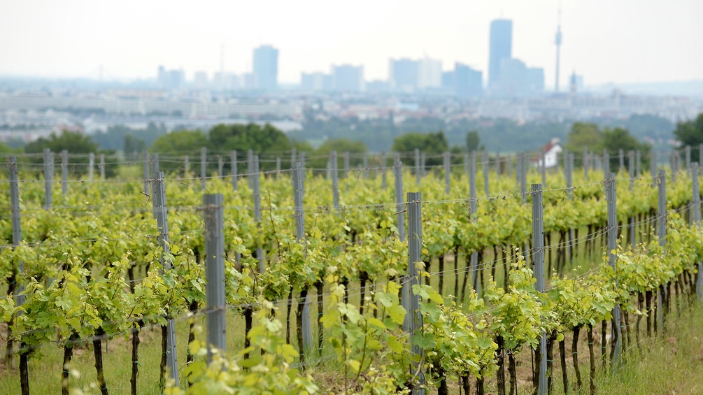 Weinstöcke vor dem Hintergrund der Skyline Wiens