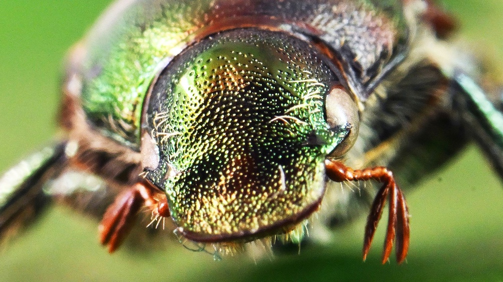 APA/DPA/ULI DECK Ein Japankäfer