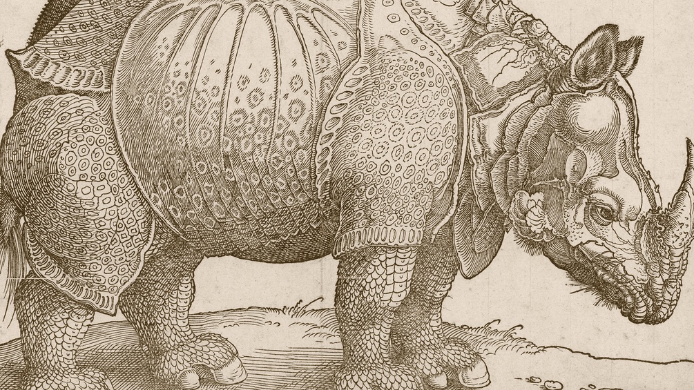 Albrecht Dürers Nashorn (Ausschnitt)