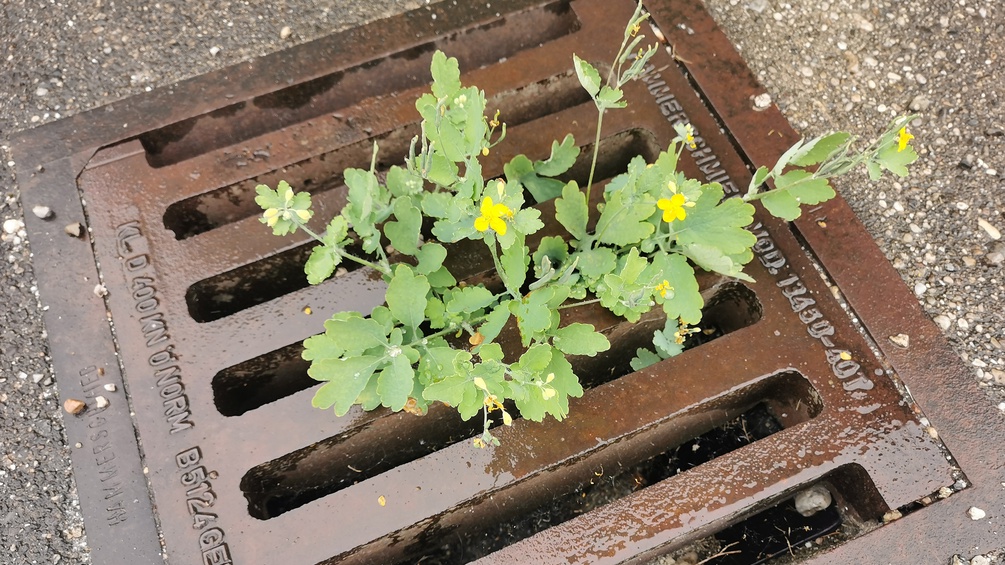 Chelidonium Majus